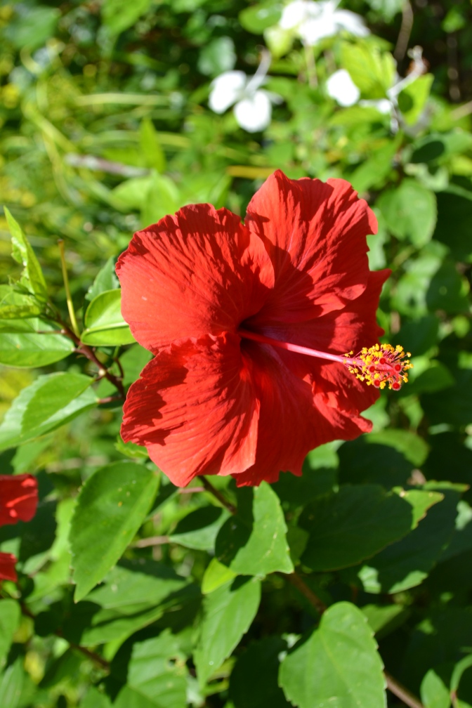 Red Hibiscus at Samarai