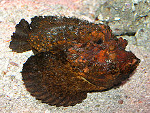 A stonefish in an aquarium is far more obvious than in the natural world. Image from Wikipedia.
